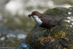 6 Wasseramsel - Cinclus cinclus